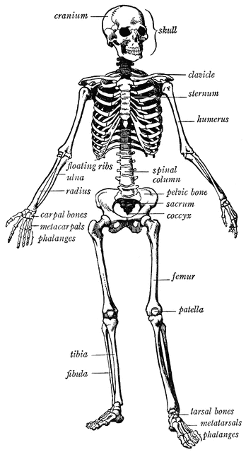Human skeleton | ClipArt ETC