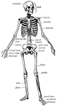 "The human body, like a great building, has a framework which gives the body its shape and provides support for it. This framework is composed of 206 bones. All the bones taken together are called the <em>skeleton</em>." &mdash; Ritchie, 1918
