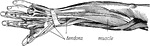 Shows the muscles and tendons of the arm.