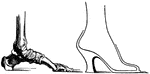 "Showing the arch of the foot, and how a high-heeled shoe props it up on end." — Ritchie, 1918