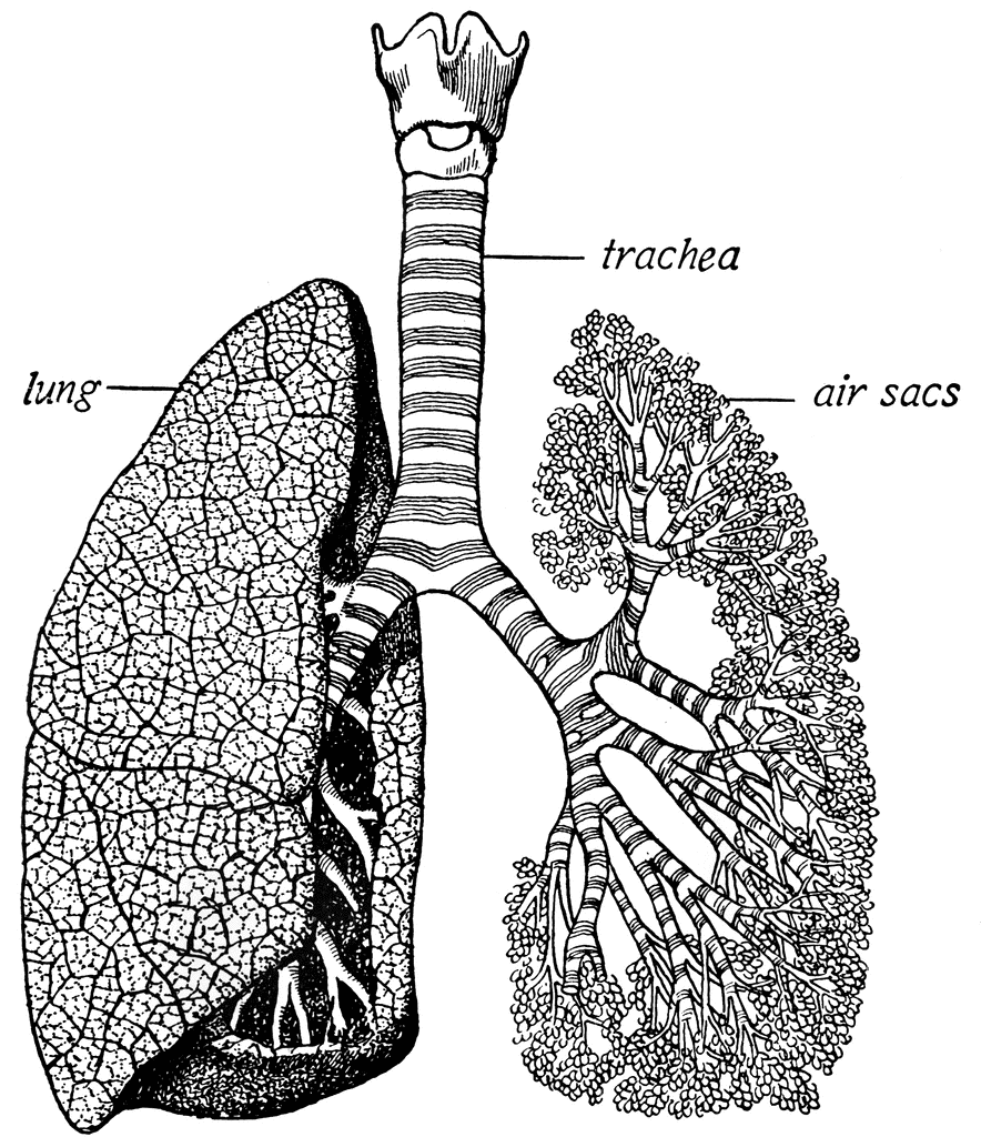Trachea and lungs | ClipArt ETC