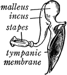 "Across the middle ear a chain of three small bones stretches from the tympanic membrane to the inner ear. These bones are called from their shape the <em>malleus</em> (hammer), the <em>incus</em> (anvil), and the <em>stapes</em> (stirrup)." — Ritchie, 1918