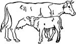 A cow and calf together.