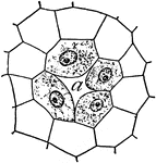 "Young resin gland of fir: <em>a</em>, duct, an intercellular space formed by the separation of the four nucleate cells." &mdash; Coulter, 1910