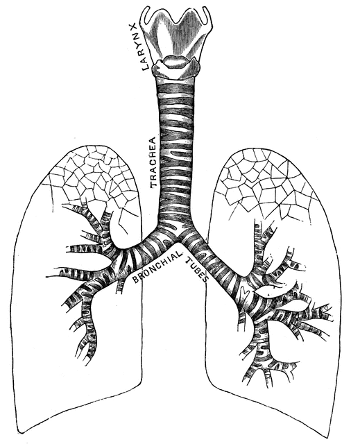 Respiratory system | ClipArt ETC respiratory pathway diagram 