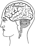 "Diagram showing the position of the nervous centers in the head." &mdash; Tracy, 1888