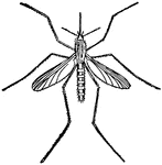 Culex, a type of mosquito.
