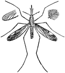 "Anopheles, the malaria carrier." &mdash; Davison, 1906