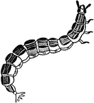 "Firefly or lightning bug larva" &mdash; Davison, 1906