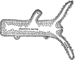 "Longitudinal section of a Hydra; <em>b</em>, bud which will form a young one; <em>ba</em>, base by which it is attached when not creeping." &mdash; Davison, 1906