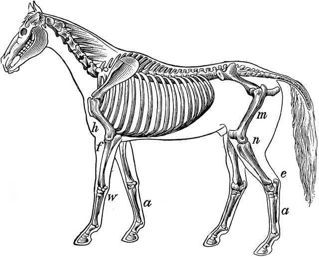 skeleton of a horse  clipart etc