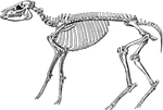 "Skeleton of Mesohippus bairdi, the three-toed ancestor of our horse. This animal was about the size of a sheep." &mdash; Davison, 1906