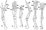 "Fore limbs of vertebrates showing similarity of structure. <em>A</em>, salamander; <em>B</em>, turtle; <em>C</em>, very young bird; <em>D</em>, adult bird; <em>E</em>, dog; <em>F</em>, man." &mdash; Davison, 1906