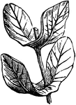 A leaf in which the lower lobes are uniteed, either above the stem is sessile or above the petiole if petiolate.
