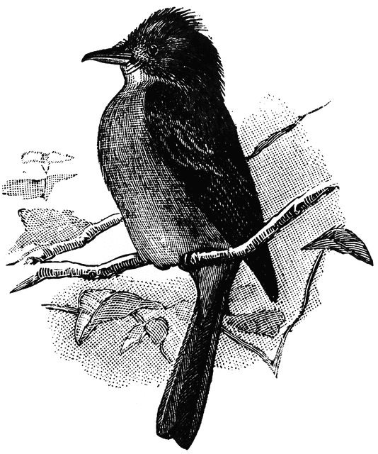 Wood Pewee | ClipArt ETC