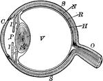 "The most essential parts of human vision are contained in the eyeball, a nearly spherical body, about an inch in diameter, and capable of being turned considerably in its socket by the action of various muscles." — Avery, 1895