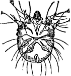 "Of the true mites, the domestic or cheese mite and the itch-mite are examples." &mdash; Williams, 1889