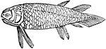 "A fish known chiefly by scales, fossil remains of which are found in Old Red Sandstone." &mdash; Williams, 1889