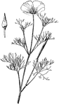 "Eschscholtzia maritima of florists." &mdash; Baily, 1898