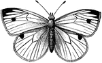 "Cabage butterfly (female), parent of the cabbage-worm." &mdash; Baily, 1898