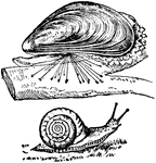 "Soft unsegmented bodies, bilaterally symmetrical, enveloped by a leathery mantle, which usually develops a hard shell-covering, or external skeleton; a symmetrical nervous system, consisting of several connected nerve bunches, or ganglia. Such is the snail." &mdash; Hinman, 1888