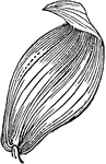 A converging leaf, curved inward.