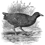 A common bird of Europe.