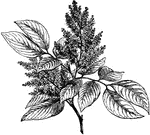 A genus of leguminous shrubs and trees, natives of tropical America and Africa. 1
