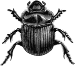 A large beetle.