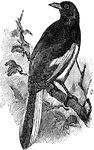 A Magpie robin perched on a branch.