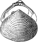 A bivalve mollusk shell.