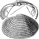 A bivalve mulluk shell.