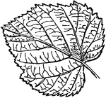 A heart shaped leaf with a sharp apex.