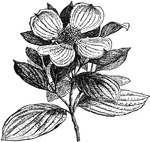 A plant of the Cornus genus.
