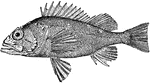 A fish with smooth cranial ridges, moderate size scales, and pale blotches surrounded by purple shades on each side.