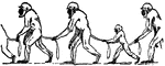 Image from the story, "Legend of Evil." The monkeys walk together holding each other's tails.