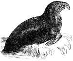 The elephant seal is the largest fin-footed mammal. It can reach 18 feet in length and weigh 5000 pounds. It gets its name from its long snout that resembles that of an elephant.