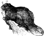 The beaver is distinguished from all other rodents by its flat and scaly tail. Its hind feet are webbed, and with these and its tail it is an expert swimmer. Its incisor teeth are large and uncommonly hard.