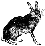 Hares are larger than rabbits, with longer ears and hind legs. They live above ground in nests. Hares have more than four front sharp teeth.