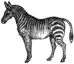 A hoofed, herbivorous mammal found in Africa. It is known for its distinct and regular stripes of black or brown on a white background.
