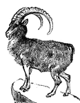 Sure-footed hooved mammals found in mountainous areas. Males have heavily ridged horns that curve up and back.