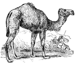 Two-humped camels are found in Central Asia, while one-humped camels are domesticated and found in Arabia and North Africa. The humps store fat.