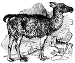 The llamas of S. America resemble the camel in form and structure. They have, however, no hump, and their feet have hoofs with claw-like projections that enable them to climb rocky hills. They are domesticated and used as pack animals and for their milk and wool.