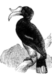 The hornbill family are remarkable for the very large size of the beak, and the large protuberance that sits atop it. The upper protuberance is hollow and serves as a sounding board to cause reverberations when the bird cries out.