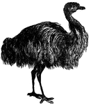 The Emu, a native of Australia, is nearly as large as the Ostrich, but has shorter legs and neck and a thicker body. The wings are rudimentary and hidden beneath feathers of the body. It cannot fly but runs quickly.
