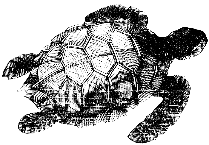 Green Turtle