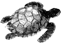 Green Turtle