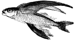 The Flying Fish is enabled to fly by having fins which approach in extent the wings of a bird, (Hooker, 1882.)