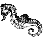 The seahorse is the only fish as yet known to have a prehensile tail. It has been found in the Hudson River of this country, about five or six inches in length, (Hooker, 1882).