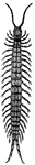 The covering of millipedes and centipedes, which looks like jointed armor, gives firmness to the body, and furnishes points of attachment to the muscles.